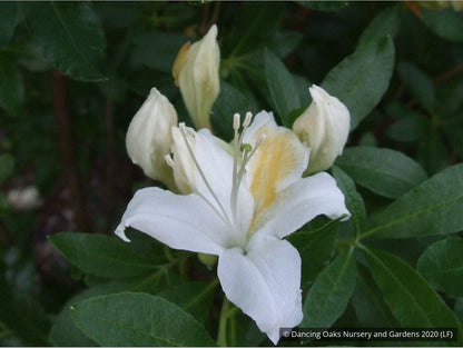 Shrubs ~ Rhododendron occidentale, Native Azalea ~ Dancing Oaks Nursery and Gardens ~ Retail Nursery ~ Mail Order Nursery