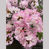 Shrubs ~ Rhododendron 'Pink Snowflake' ~ Dancing Oaks Nursery and Gardens ~ Retail Nursery ~ Mail Order Nursery