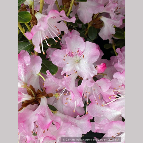 Shrubs ~ Rhododendron 'Pink Snowflake' ~ Dancing Oaks Nursery and Gardens ~ Retail Nursery ~ Mail Order Nursery