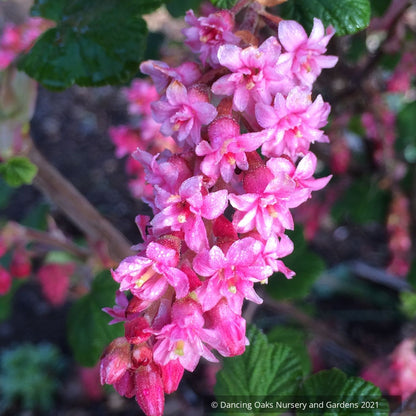 Ribes sanguineum 'Flore Pleno', Double Pink Flowering Currant, no shipping DE, MA, ME, MI, NC, NH, NJ, OH, RI, VA, WV