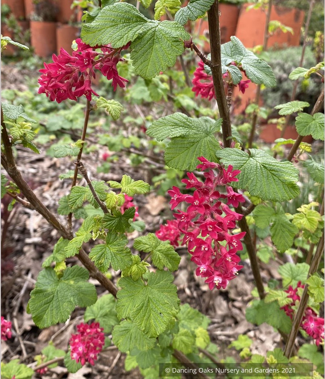 Ribes sanguineum 'Moondust', Variegated Flowering Currant, No shipping to DE, MA, ME, MI, NC, NH, NJ, OH, RI, VA, WV