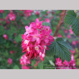 Shrubs ~ Ribes sanguineum 'Pulborough Scarlet' (syn. 'Pulsbo Red'), Flowering Currant ~ Dancing Oaks Nursery and Gardens ~ Retail Nursery ~ Mail Order Nursery