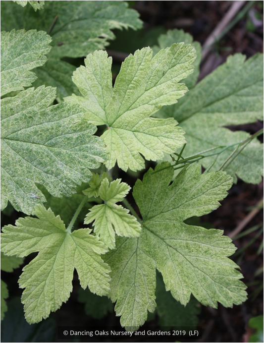 Shrubs ~ Ribes 'Moondust', Variegated Flowering Currant ~ Dancing Oaks Nursery and Gardens ~ Retail Nursery ~ Mail Order Nursery