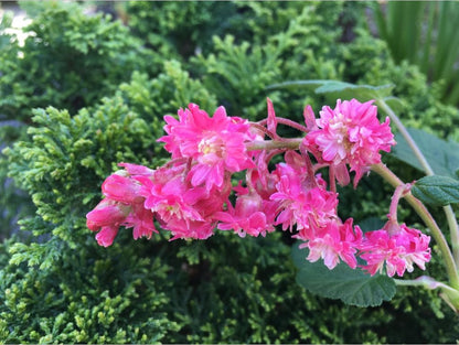 Shrubs ~ Ribes sanguineum 'Flore Pleno', Double Pink Flowering Currant ~ Dancing Oaks Nursery and Gardens ~ Retail Nursery ~ Mail Order Nursery
