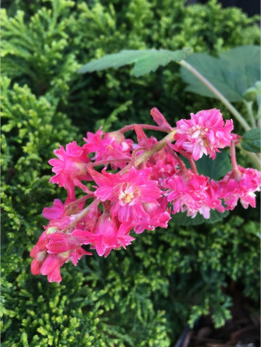 Shrubs ~ Ribes sanguineum 'Flore Pleno', Double Pink Flowering Currant ~ Dancing Oaks Nursery and Gardens ~ Retail Nursery ~ Mail Order Nursery
