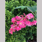 Shrubs ~ Ribes sanguineum 'Flore Pleno', Double Pink Flowering Currant ~ Dancing Oaks Nursery and Gardens ~ Retail Nursery ~ Mail Order Nursery