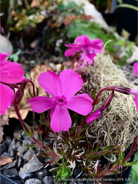 Perennials ~ Phlox 'Rice Creek', Moss Phlox ~ Dancing Oaks Nursery and Gardens ~ Retail Nursery ~ Mail Order Nursery