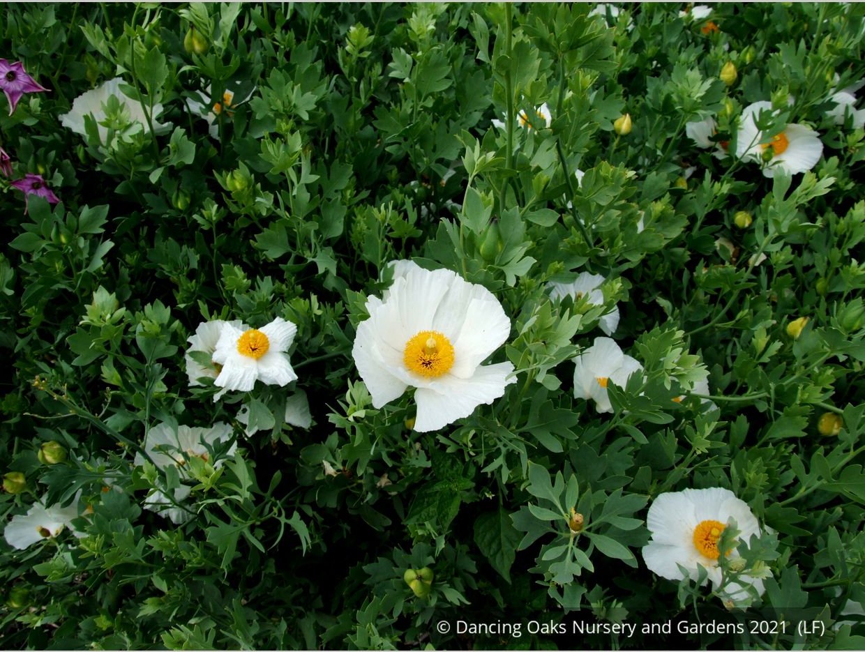 Perennials ~ Romneya coulteri, Matilija Poppy ~ Dancing Oaks Nursery and Gardens ~ Retail Nursery ~ Mail Order Nursery