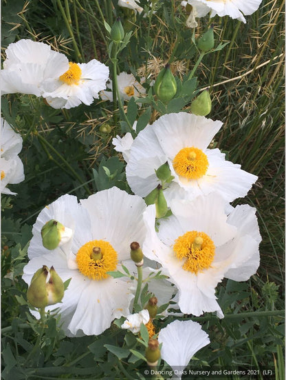 Perennials ~ Romneya coulteri, Matilija Poppy ~ Dancing Oaks Nursery and Gardens ~ Retail Nursery ~ Mail Order Nursery