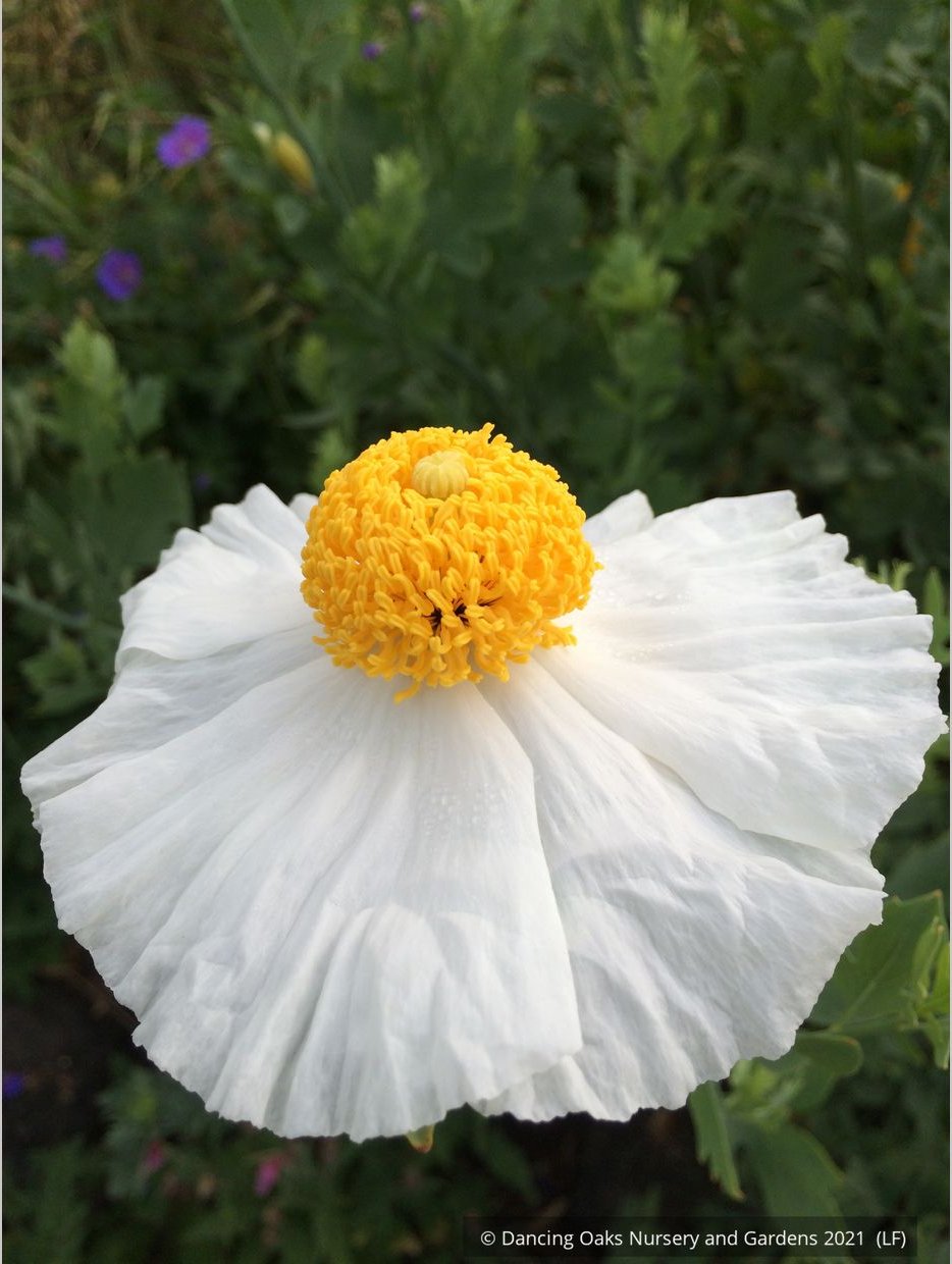 Perennials ~ Romneya coulteri, Matilija Poppy ~ Dancing Oaks Nursery and Gardens ~ Retail Nursery ~ Mail Order Nursery