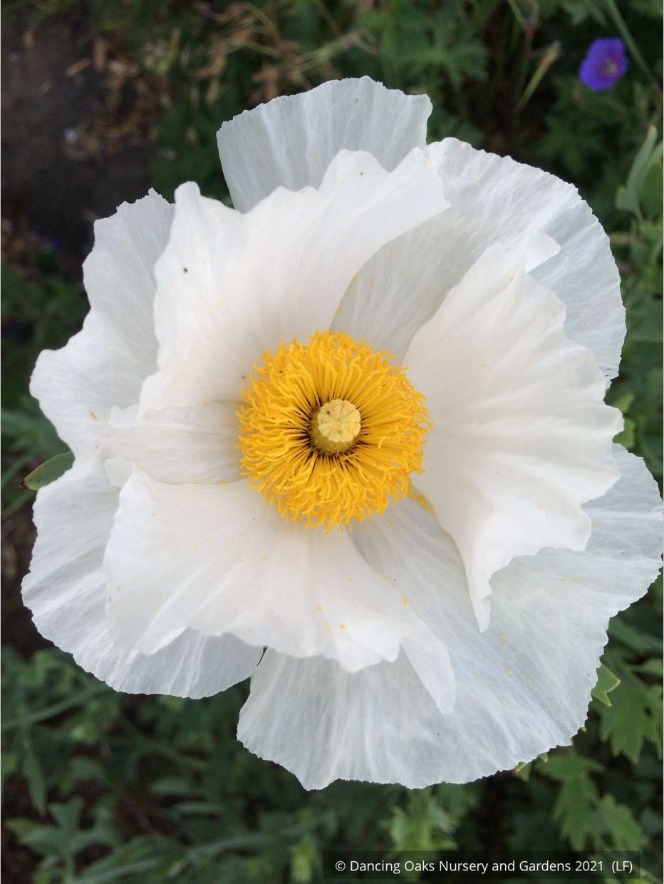 Perennials ~ Romneya coulteri, Matilija Poppy ~ Dancing Oaks Nursery and Gardens ~ Retail Nursery ~ Mail Order Nursery