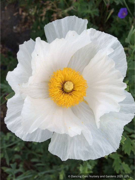 Perennials ~ Romneya coulteri, Matilija Poppy ~ Dancing Oaks Nursery and Gardens ~ Retail Nursery ~ Mail Order Nursery