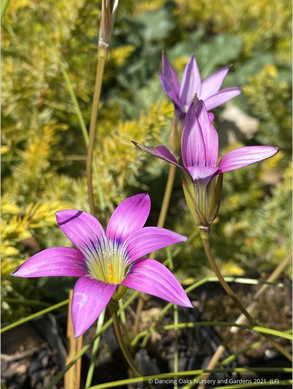 Bulbs & Tubers ~ Romulea camerooniana (syn. Romulea campanuloides) ~ Dancing Oaks Nursery and Gardens ~ Retail Nursery ~ Mail Order Nursery