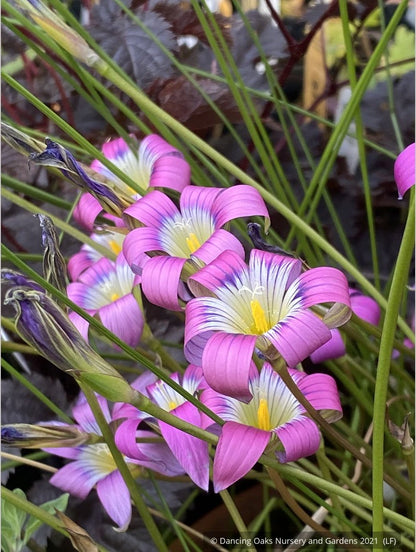 Bulbs & Tubers ~ Romulea camerooniana (syn. Romulea campanuloides) ~ Dancing Oaks Nursery and Gardens ~ Retail Nursery ~ Mail Order Nursery