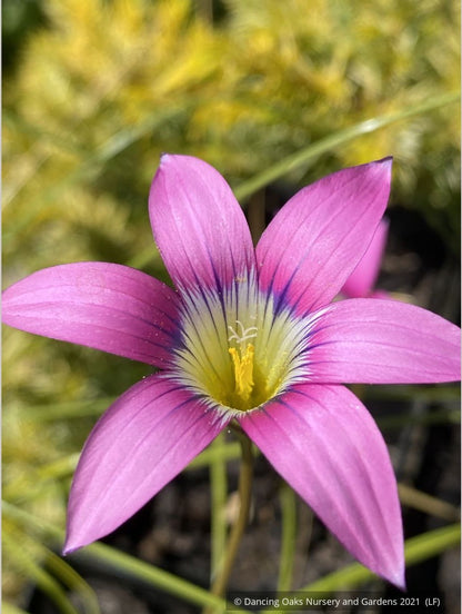Bulbs & Tubers ~ Romulea camerooniana (syn. Romulea campanuloides) ~ Dancing Oaks Nursery and Gardens ~ Retail Nursery ~ Mail Order Nursery