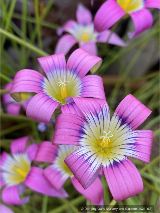 Bulbs & Tubers ~ Romulea camerooniana (syn. Romulea campanuloides) ~ Dancing Oaks Nursery and Gardens ~ Retail Nursery ~ Mail Order Nursery