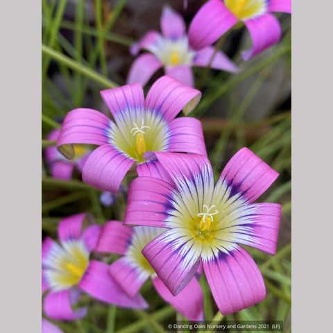 Perennials ~ Romulea camerooniana (syn. Romulea campanuloides) ~ Dancing Oaks Nursery and Gardens ~ Retail Nursery ~ Mail Order Nursery