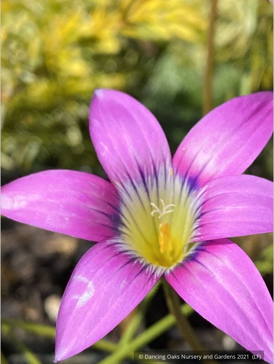 Bulbs & Tubers ~ Romulea camerooniana (syn. Romulea campanuloides) ~ Dancing Oaks Nursery and Gardens ~ Retail Nursery ~ Mail Order Nursery