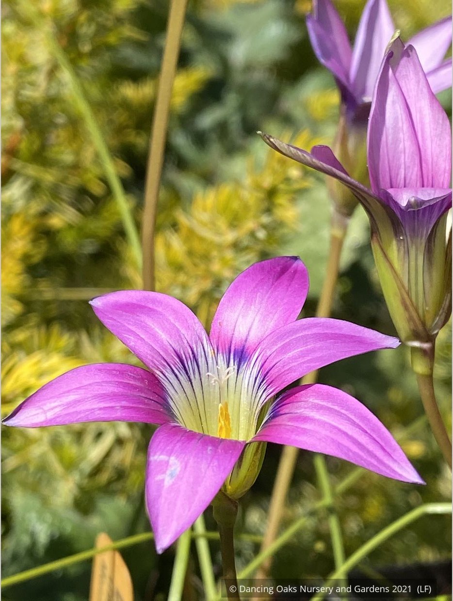 Bulbs & Tubers ~ Romulea camerooniana (syn. Romulea campanuloides) ~ Dancing Oaks Nursery and Gardens ~ Retail Nursery ~ Mail Order Nursery