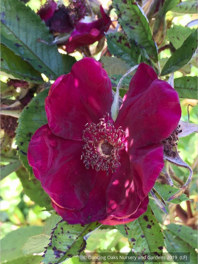 Shrubs ~ Rosa 'Basye's Purple', Basye's Purple Shrub Rose ~ Dancing Oaks Nursery and Gardens ~ Retail Nursery ~ Mail Order Nursery