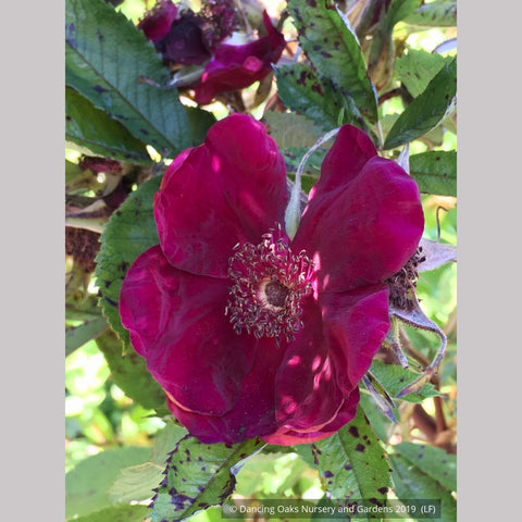 Shrubs ~ Rosa 'Basye's Purple', Basye's Purple Shrub Rose ~ Dancing Oaks Nursery and Gardens ~ Retail Nursery ~ Mail Order Nursery