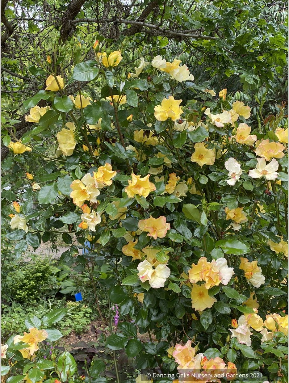 Shrubs ~ Rosa 'Flutterbye', Shrub Rose ~ Dancing Oaks Nursery and Gardens ~ Retail Nursery ~ Mail Order Nursery