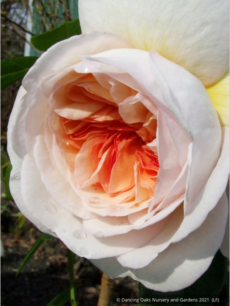 Shrubs ~ Rosa 'Marianne', Hybrid Gallica Rose ~ Dancing Oaks Nursery and Gardens ~ Retail Nursery ~ Mail Order Nursery