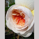Shrubs ~ Rosa 'Marianne', Hybrid Gallica Rose ~ Dancing Oaks Nursery and Gardens ~ Retail Nursery ~ Mail Order Nursery