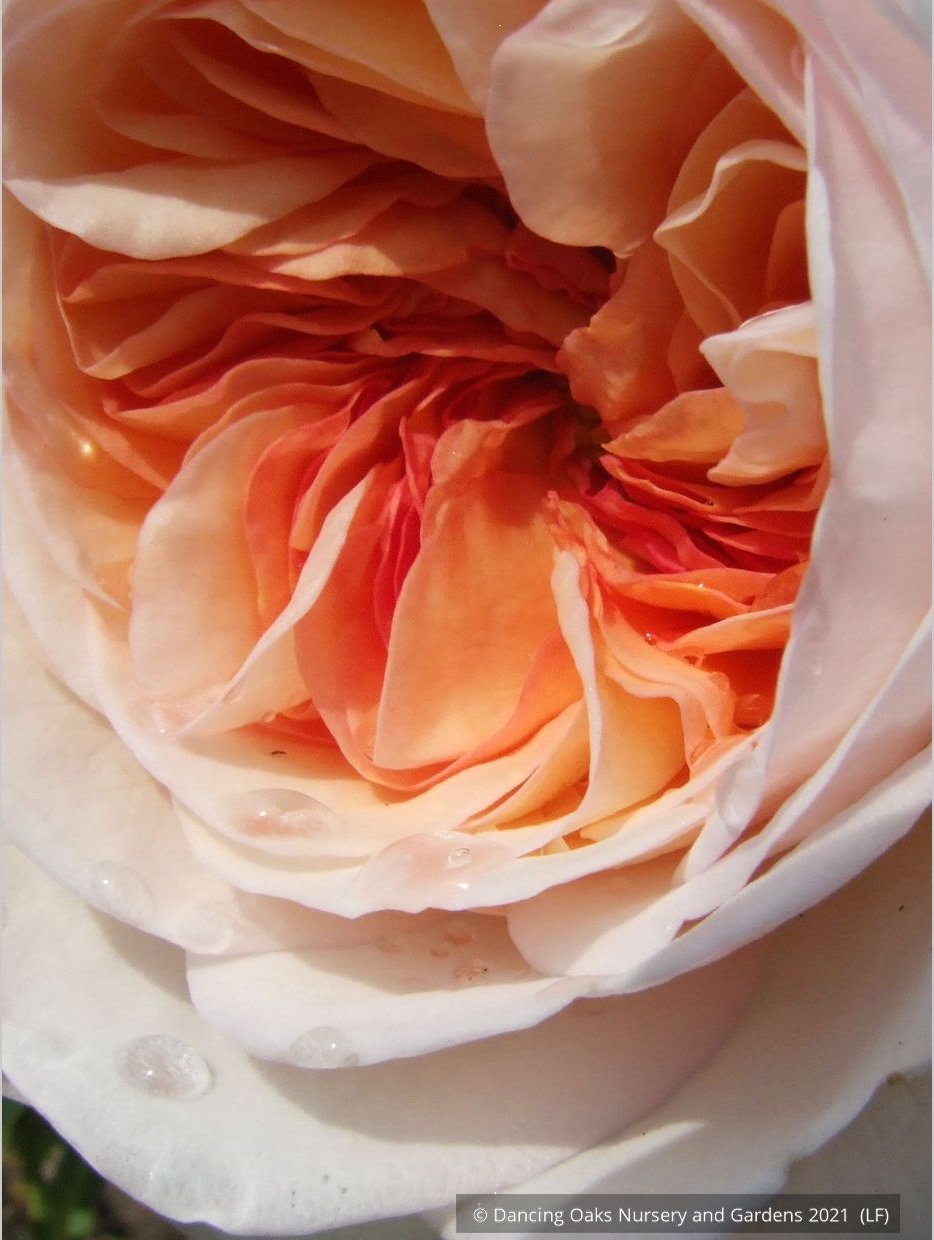 Shrubs ~ Rosa 'Marianne', Hybrid Gallica Rose ~ Dancing Oaks Nursery and Gardens ~ Retail Nursery ~ Mail Order Nursery