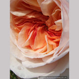 Shrubs ~ Rosa 'Marianne', Hybrid Gallica Rose ~ Dancing Oaks Nursery and Gardens ~ Retail Nursery ~ Mail Order Nursery