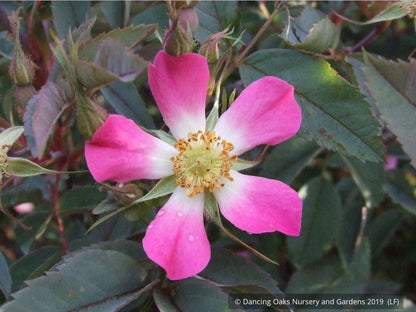 Shrubs ~ Rosa rubrifolia (syn. Rosa glauca), Redleaf Shrub Rose ~ Dancing Oaks Nursery and Gardens ~ Retail Nursery ~ Mail Order Nursery