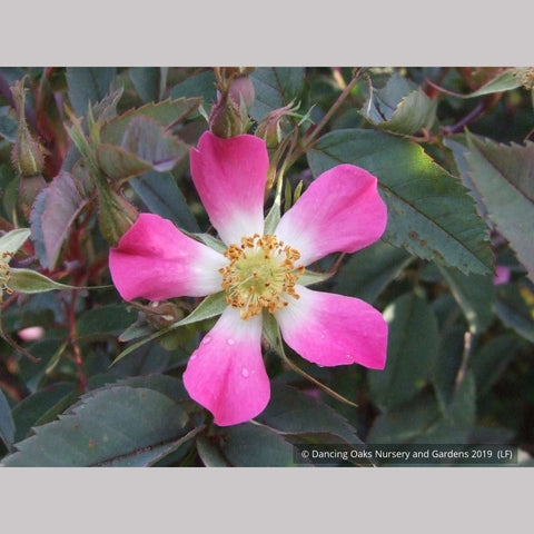 Shrubs ~ Rosa rubrifolia (syn. Rosa glauca), Redleaf Shrub Rose ~ Dancing Oaks Nursery and Gardens ~ Retail Nursery ~ Mail Order Nursery