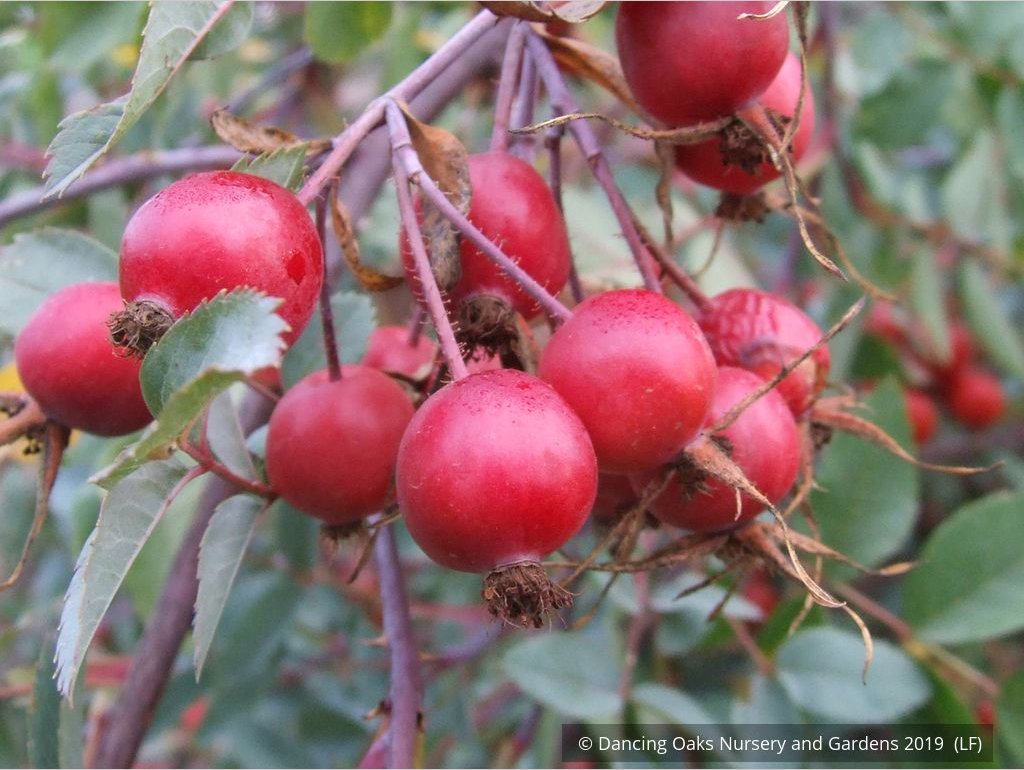 Shrubs ~ Rosa rubrifolia (syn. Rosa glauca), Redleaf Shrub Rose ~ Dancing Oaks Nursery and Gardens ~ Retail Nursery ~ Mail Order Nursery