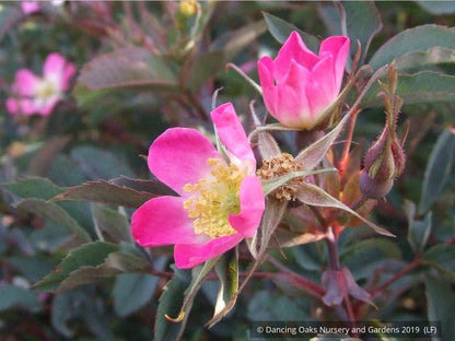 Shrubs ~ Rosa rubrifolia (syn. Rosa glauca), Redleaf Shrub Rose ~ Dancing Oaks Nursery and Gardens ~ Retail Nursery ~ Mail Order Nursery