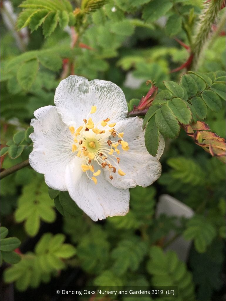 Shrubs ~ Rosa sericea ssp. omeiensis f. pteracantha, Winged Rose, Wingthorn Rose ~ Dancing Oaks Nursery and Gardens ~ Retail Nursery ~ Mail Order Nursery
