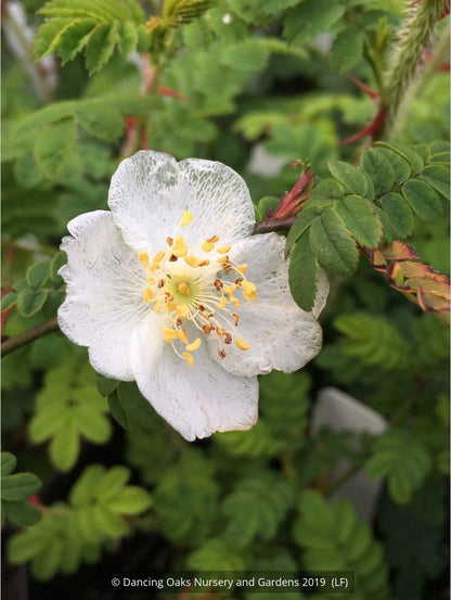 Shrubs ~ Rosa sericea ssp. omeiensis f. pteracantha, Winged Rose, Wingthorn Rose ~ Dancing Oaks Nursery and Gardens ~ Retail Nursery ~ Mail Order Nursery