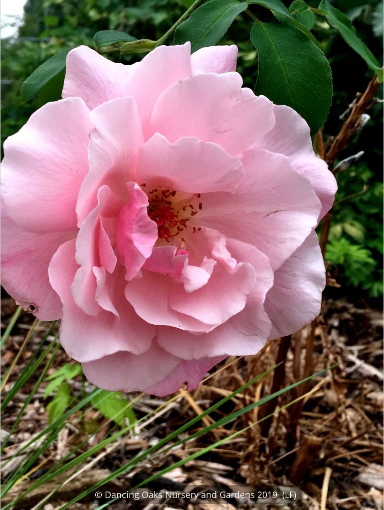 Vines ~ Rosa 'Madame Gregoire Staechelin', Climbing Rose ~ Dancing Oaks Nursery and Gardens ~ Retail Nursery ~ Mail Order Nursery