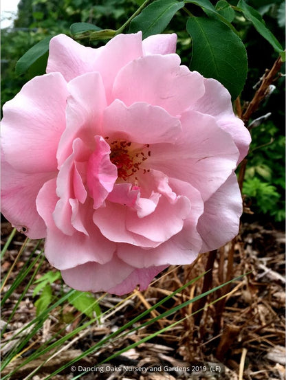 Vines ~ Rosa 'Madame Gregoire Staechelin', Climbing Rose ~ Dancing Oaks Nursery and Gardens ~ Retail Nursery ~ Mail Order Nursery