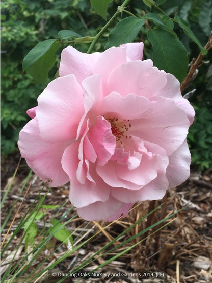Vines ~ Rosa 'Madame Gregoire Staechelin', Climbing Rose ~ Dancing Oaks Nursery and Gardens ~ Retail Nursery ~ Mail Order Nursery