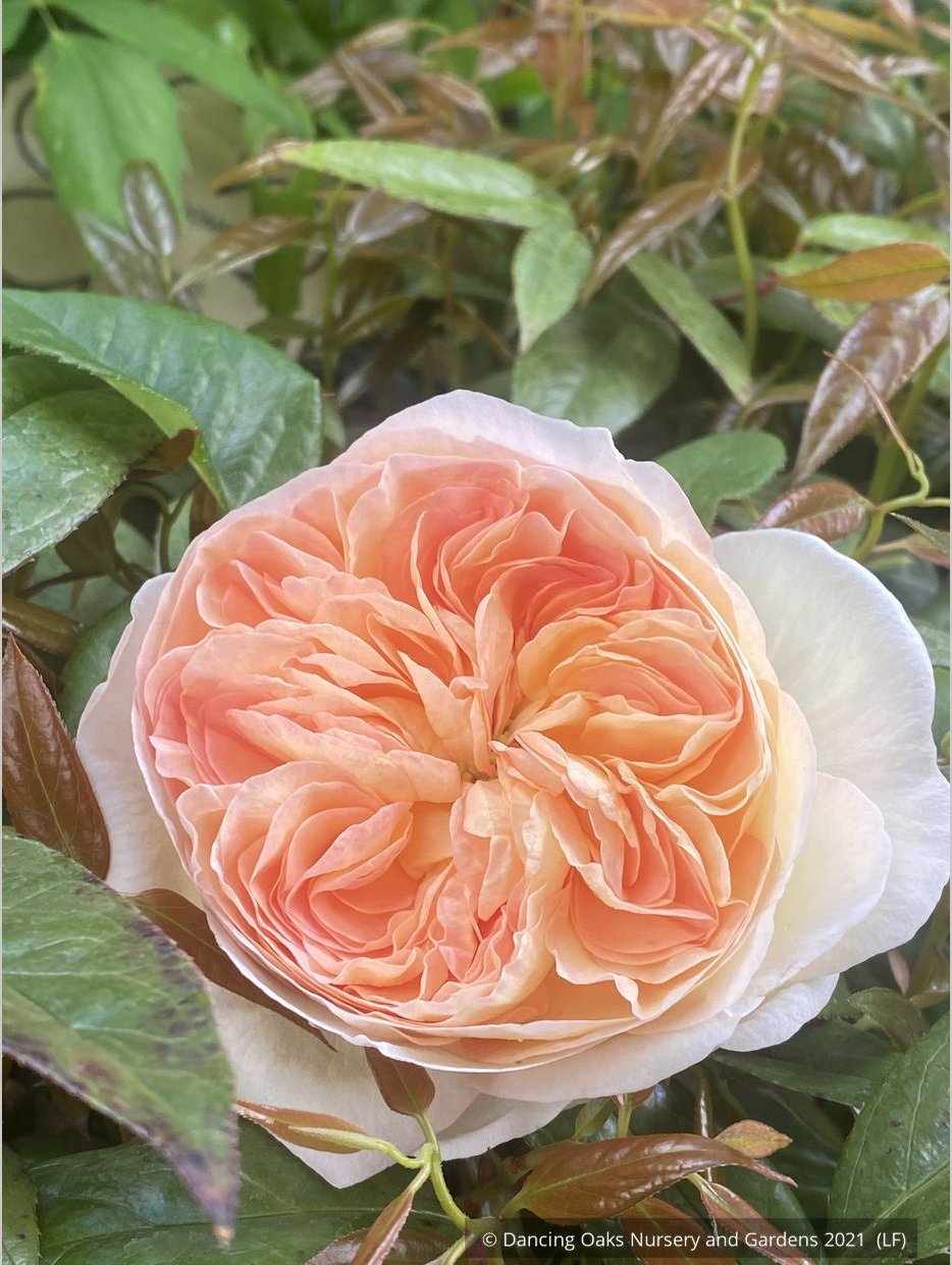 Shrubs ~ Rosa 'Marianne', Hybrid Gallica Rose ~ Dancing Oaks Nursery and Gardens ~ Retail Nursery ~ Mail Order Nursery