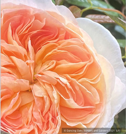Shrubs ~ Rosa 'Marianne', Hybrid Gallica Rose ~ Dancing Oaks Nursery and Gardens ~ Retail Nursery ~ Mail Order Nursery