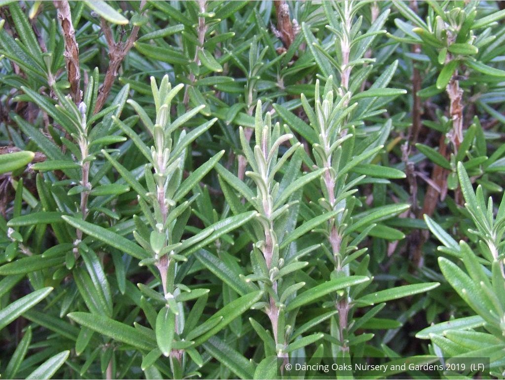 Perennials ~ Rosmarinus officinalis 'Blue Spires', Upright Rosemary ~ Dancing Oaks Nursery and Gardens ~ Retail Nursery ~ Mail Order Nursery