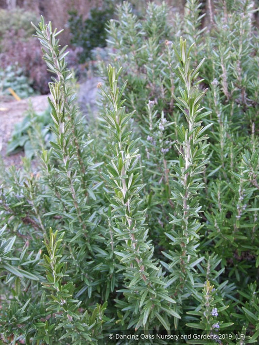 Perennials ~ Rosmarinus officinalis 'Blue Spires', Upright Rosemary ~ Dancing Oaks Nursery and Gardens ~ Retail Nursery ~ Mail Order Nursery
