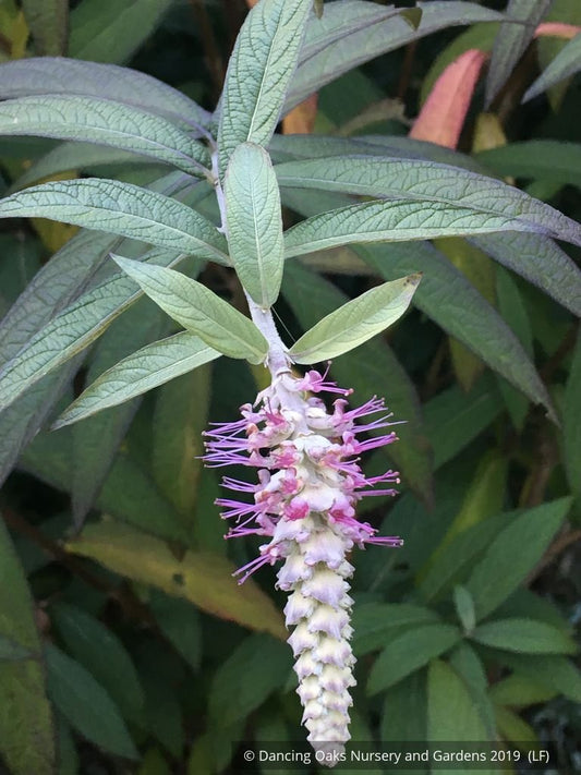 Shrubs ~ Rostrinucula dependens, Weeping Buddleia ~ Dancing Oaks Nursery and Gardens ~ Retail Nursery ~ Mail Order Nursery