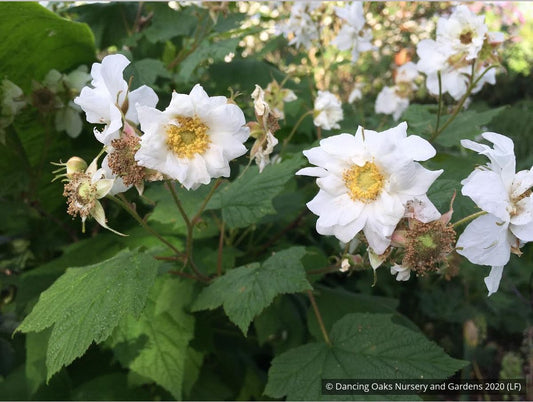 Shrubs ~ Rubus parviflorus 'Flore Pleno', Double Thimble Berry ~ Dancing Oaks Nursery and Gardens ~ Retail Nursery ~ Mail Order Nursery