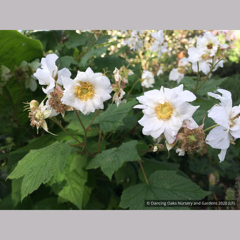 Shrubs ~ Rubus parviflorus 'Flore Pleno', Double Thimble Berry ~ Dancing Oaks Nursery and Gardens ~ Retail Nursery ~ Mail Order Nursery