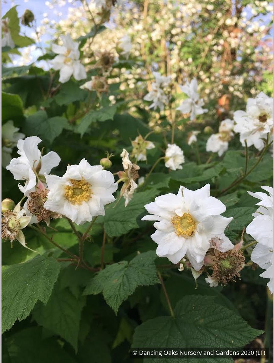 Shrubs ~ Rubus parviflorus 'Flore Pleno', Double Thimble Berry ~ Dancing Oaks Nursery and Gardens ~ Retail Nursery ~ Mail Order Nursery