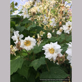 Shrubs ~ Rubus parviflorus 'Flore Pleno', Double Thimble Berry ~ Dancing Oaks Nursery and Gardens ~ Retail Nursery ~ Mail Order Nursery