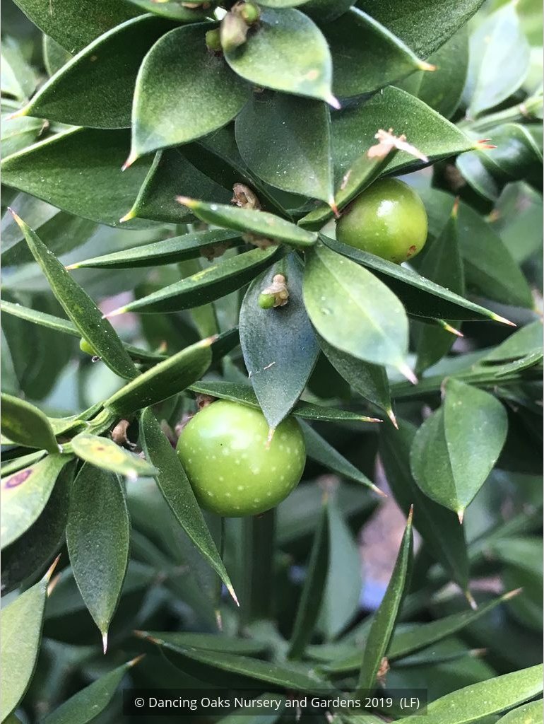 Shrubs ~ Ruscus aculeatus 'Wheeler's Variety', European Butcher's Broom ~ Dancing Oaks Nursery and Gardens ~ Retail Nursery ~ Mail Order Nursery
