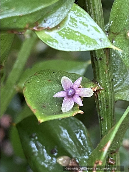 Ruscus aculeatus 'Wheeler's Variety', European Butcher's Broom